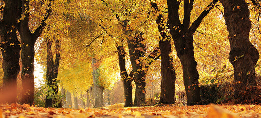 5 comfortable autumn shoes for women